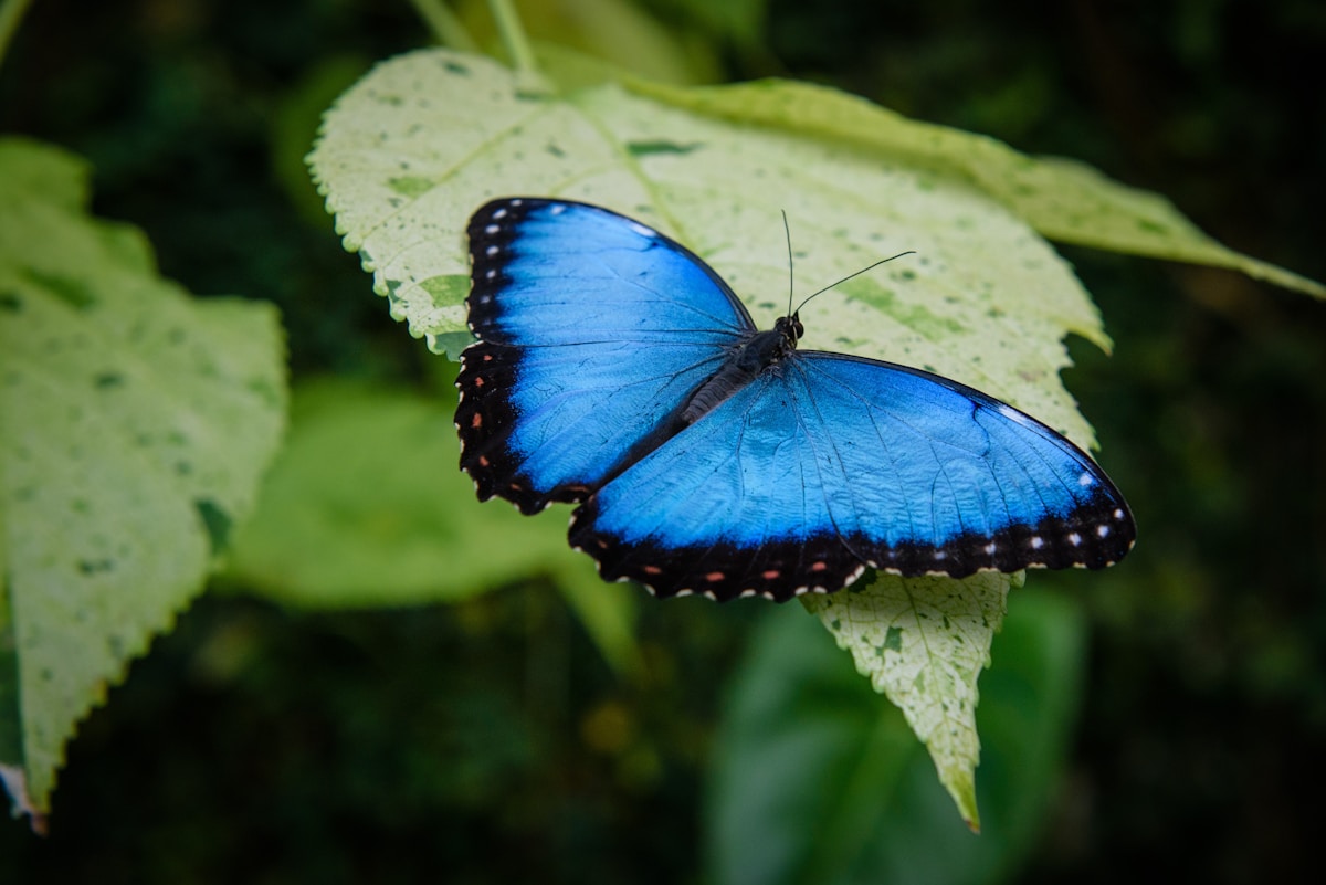 Blue Morpho butterfly with wings spread on tropical foliage — illustrating the butterfly effect in chaos theory